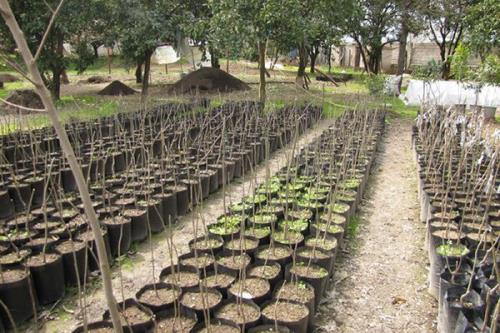 تولید ۵ میلیون اصله نهال در گیلان طی سال آینده