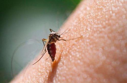 علایم و راه های انتقال مالاریا را بشناسید