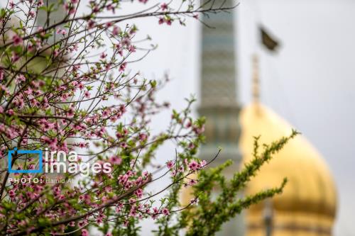 حضرت معصومه(س) الگوی دختران برای تقویت ارزش های انسانی و زیبایی های شخصیتی است به همراه فیلم