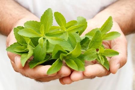 پژوهشگران ایرانی موفق به افزایش عملكرد گیاه استویا شدند